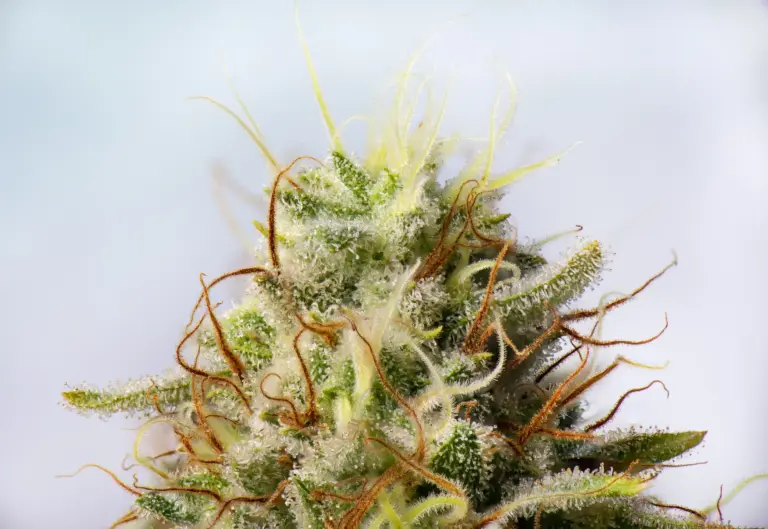BeWell Organic Medicine Blog No Free Weed in MA? Discover Why and The Best Cannabis Deals around Merrimac