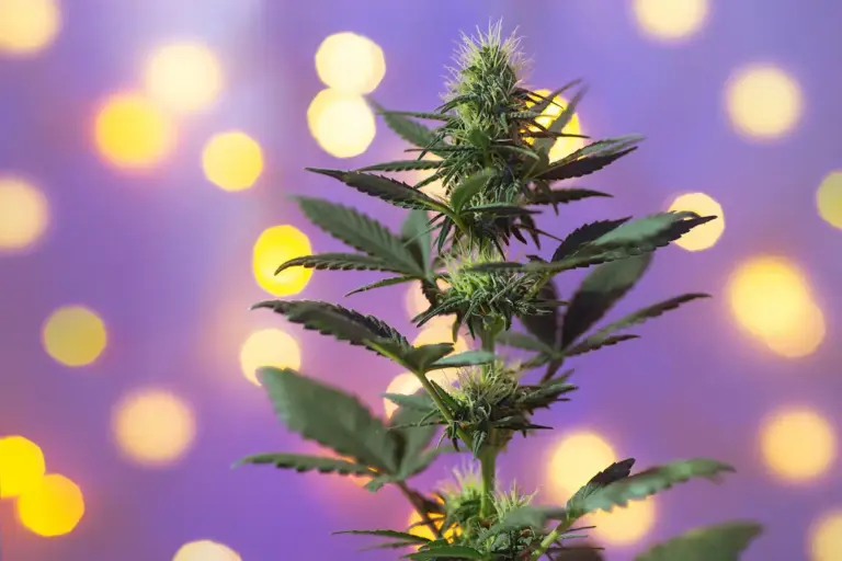 BeWell Organic Medicine Blog Celebrate the Holidays With BeWell: Your Guide to Affordable Cannabis Specials